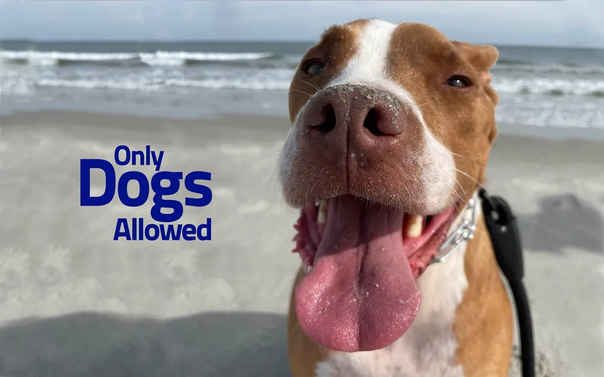 A playful dog looks directly at the camera while standing on sandy beach, with gentle ocean waves and a soft sky in the background. The image captures the essence of pet-friendly beach adventures and the joy of sharing coastal experiences with a four-legged companion.